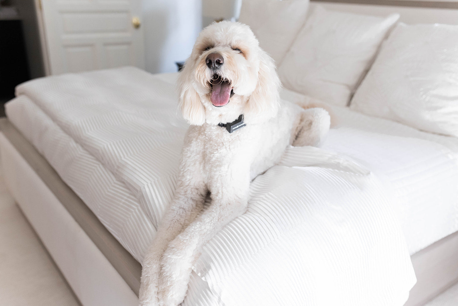 What is the Best ECollar for Goldendoodles? The Good Dog Machine