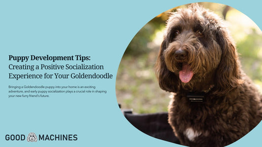 Puppy Development Tips: Creating a Positive Socialization Experience for Your Goldendoodle